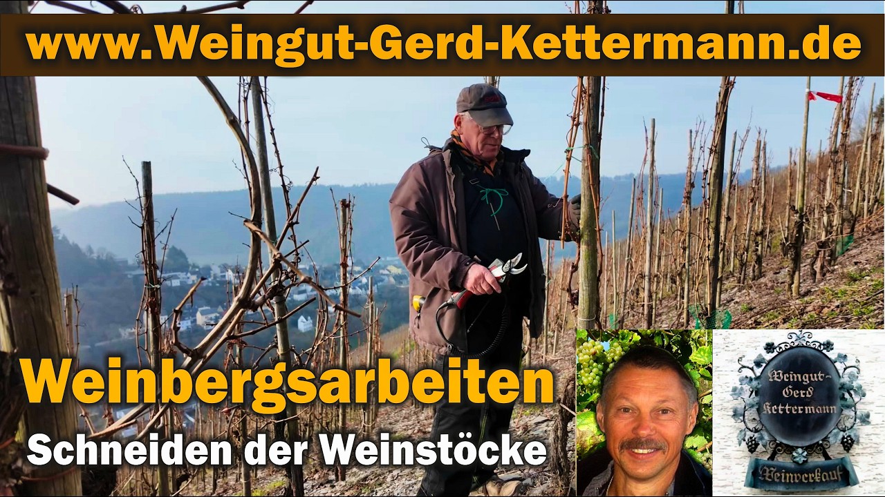 Weinbergsarbeiten: Schneiden der Rebstöcke - Weingut Gerd Kettermann - Enkirch / Mosel   Klaus Rink