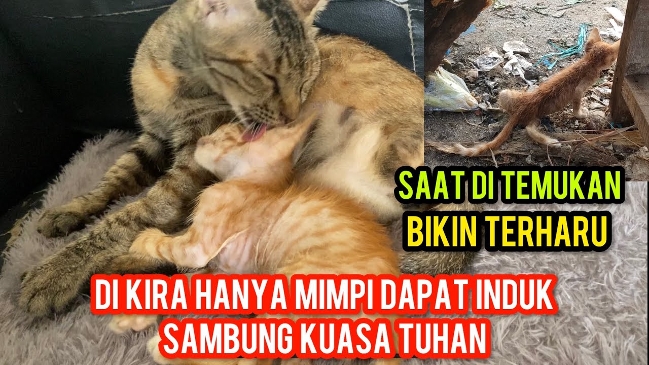 Terharu Anak Kucing Sedih Kakinya Patah Akhirnya Dapat Ibu Sambung Di Cats Lovers Tv