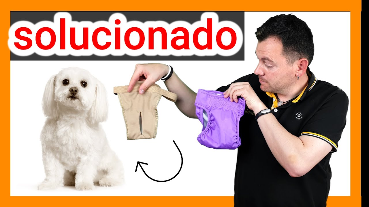 Que PONERLE a una PERRA cuando Tiene la REGLA ❓❓