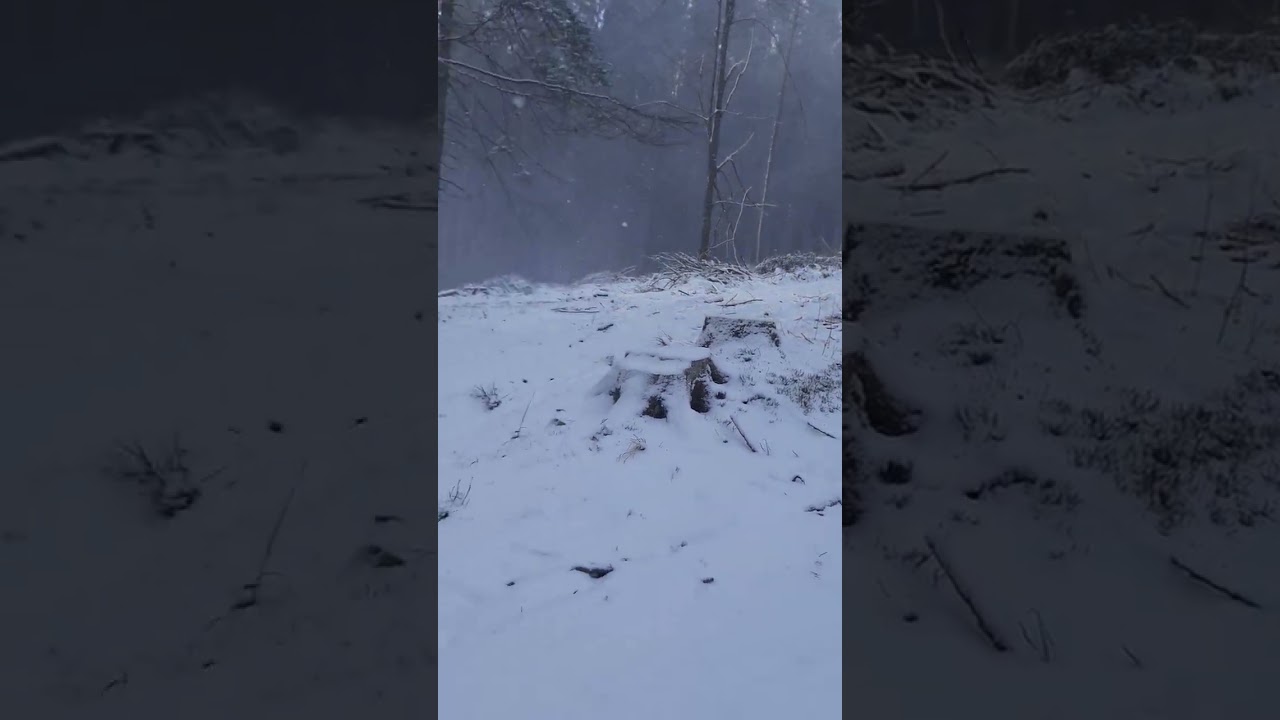 Wilk atakuje z zaskoczenia. Beskid Śląski 28.03.2023