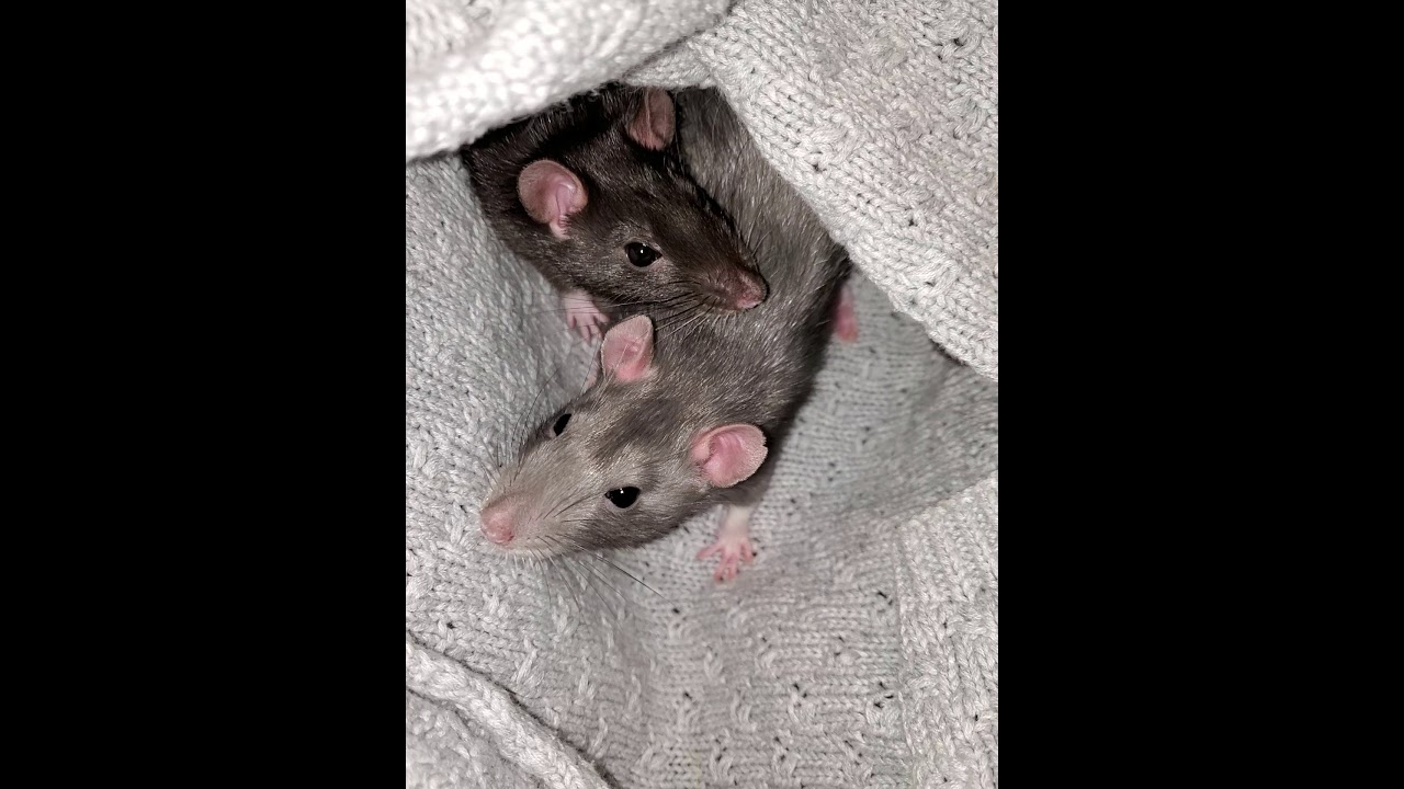 Meet two of my pet rats Pom Pom and Chyna