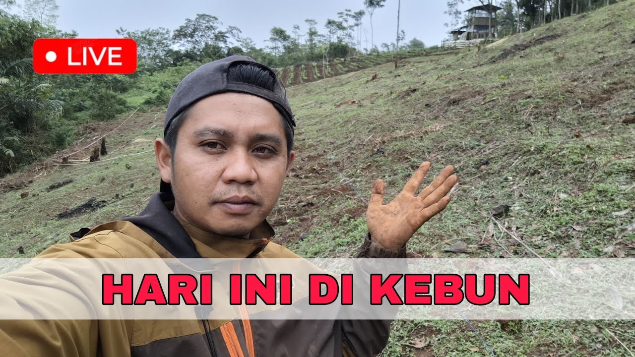 lagi di kebun 🔴 live