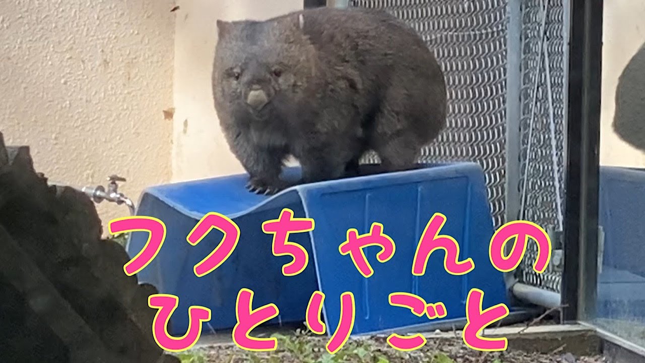 【wombat】フクちゃんのひとりごと☆(Fuku, Soliloquy)