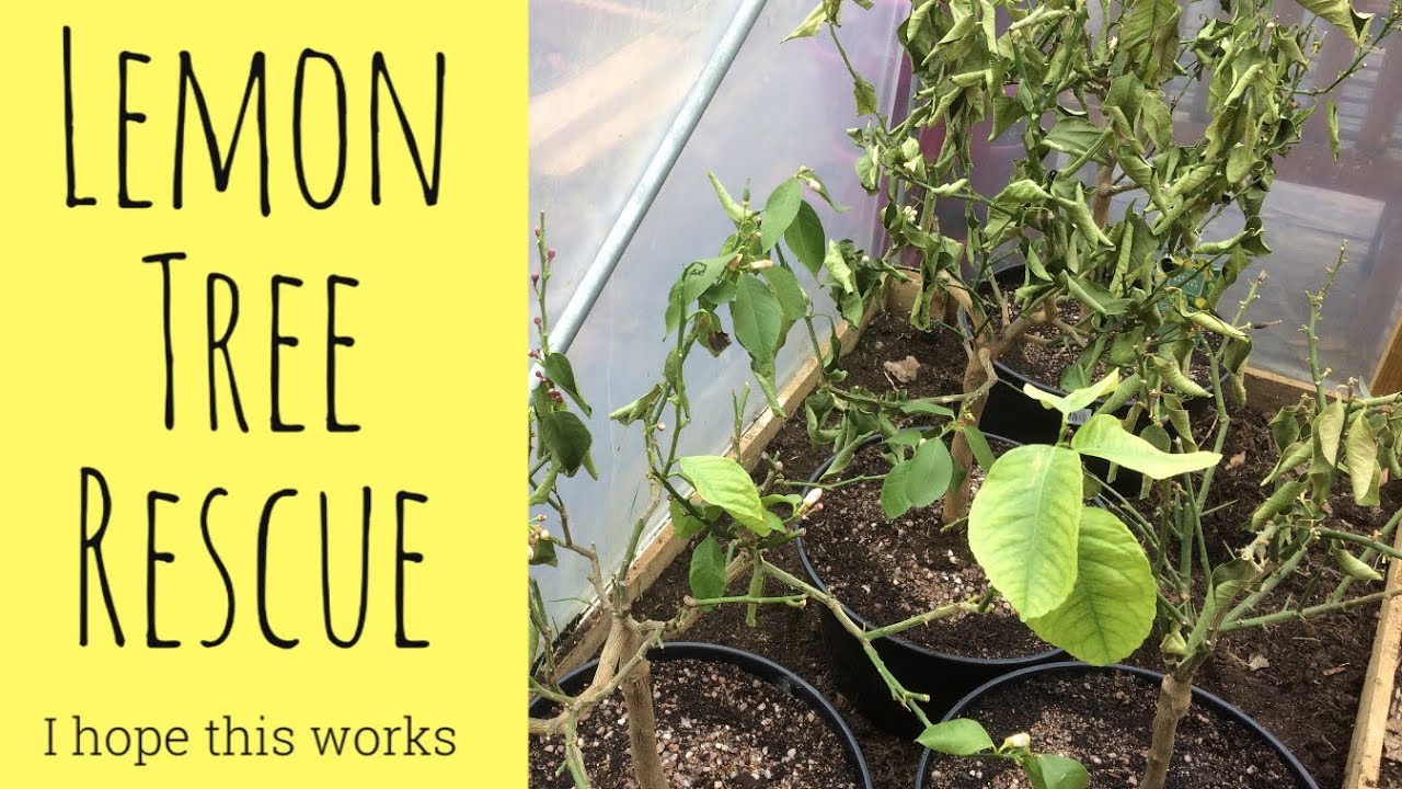 Dying Lemon Trees...I’ll Save Them (hopefully)