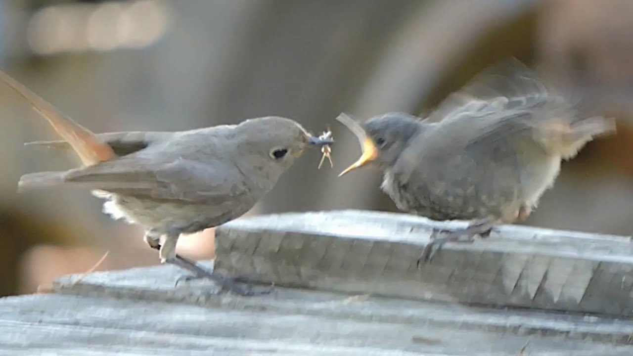 Kopciuszek zwyczajny - młode / European black redstart - young / Phoenicurus ochruros