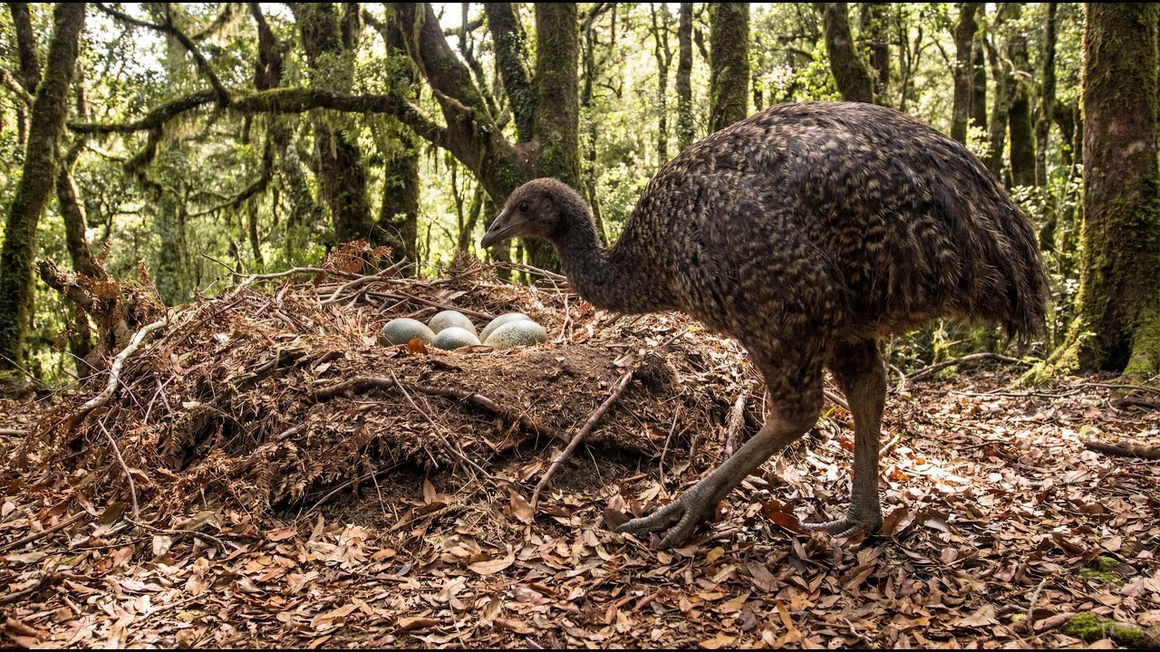 100 Rare & Extinct Birds You’ve Probably Never Seen Before