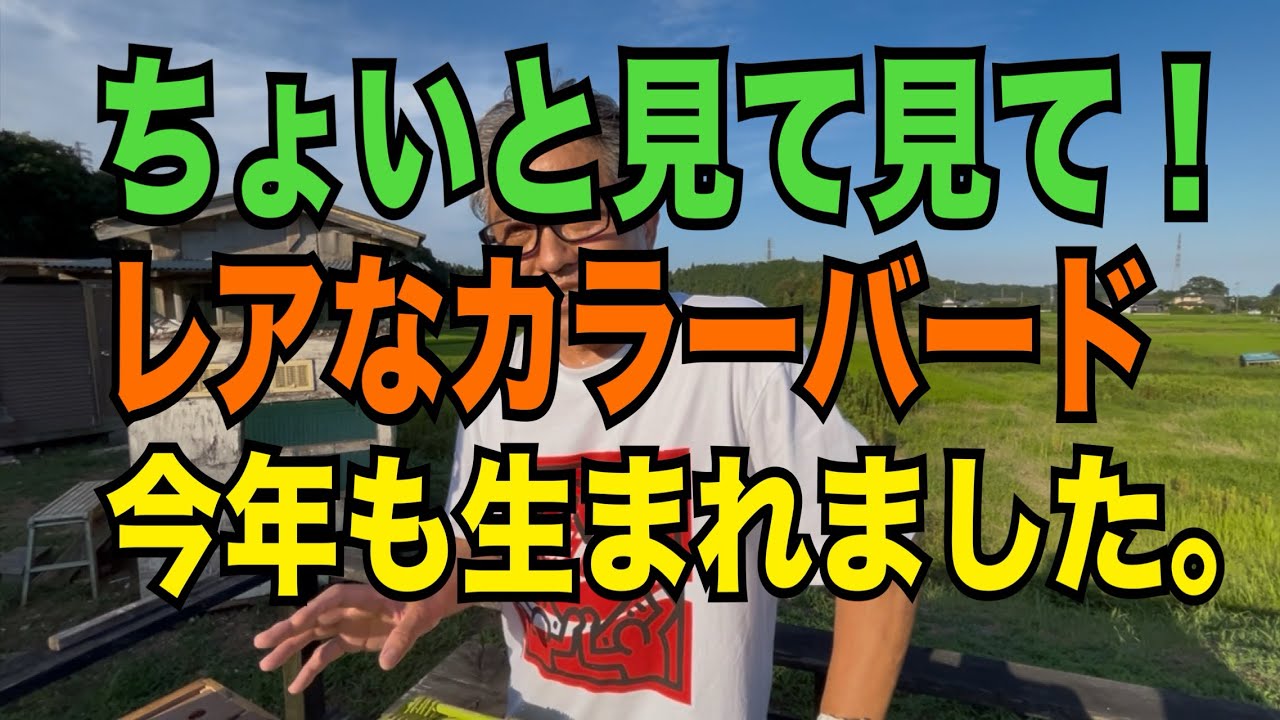 2025/07/29 同じ色味があちこちから…。の巻
