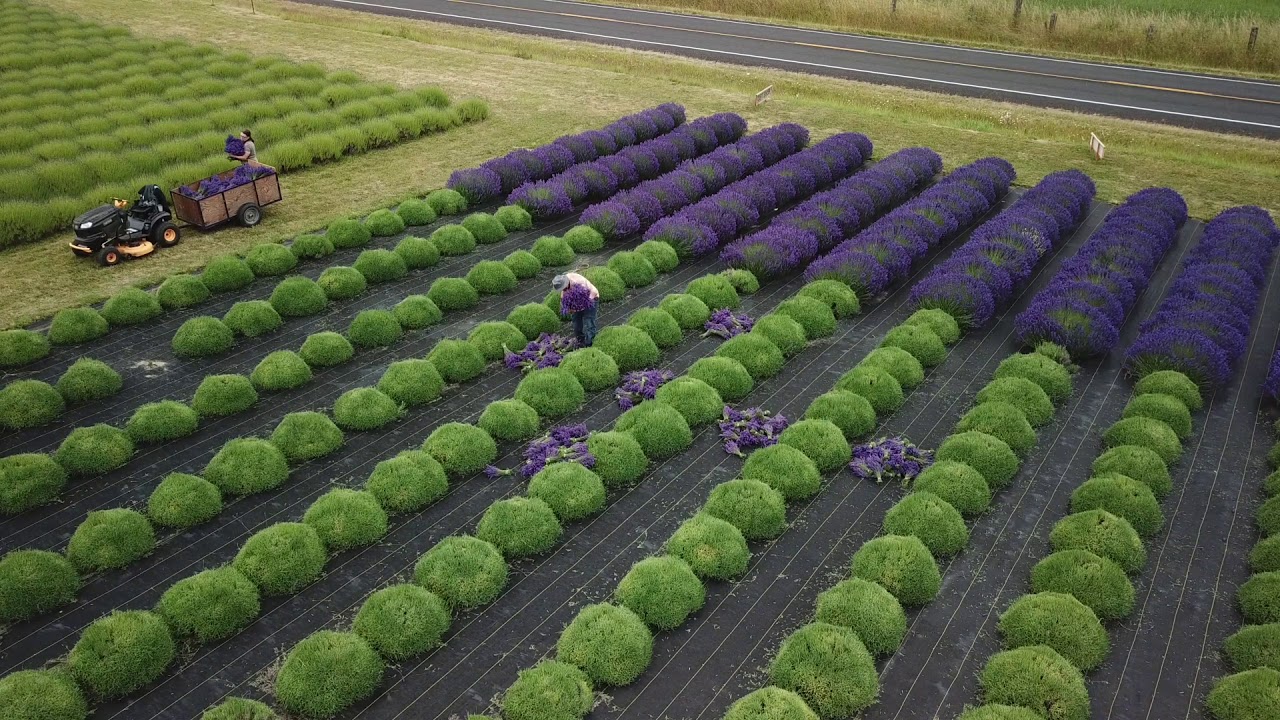 Lavender Harvest 2018 Begins at B&B Family Farm!