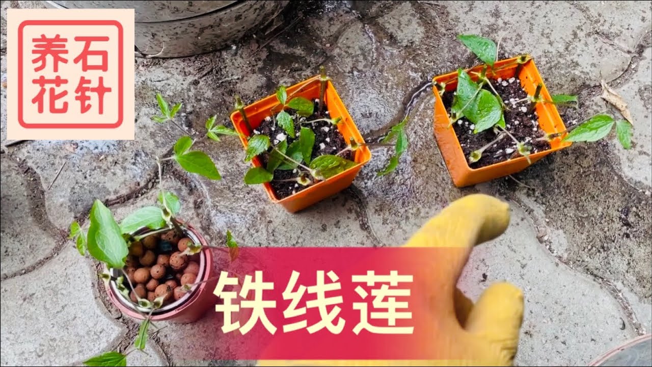铁线莲扦插 - 迫不及待，现学现卖 - clematis cutting