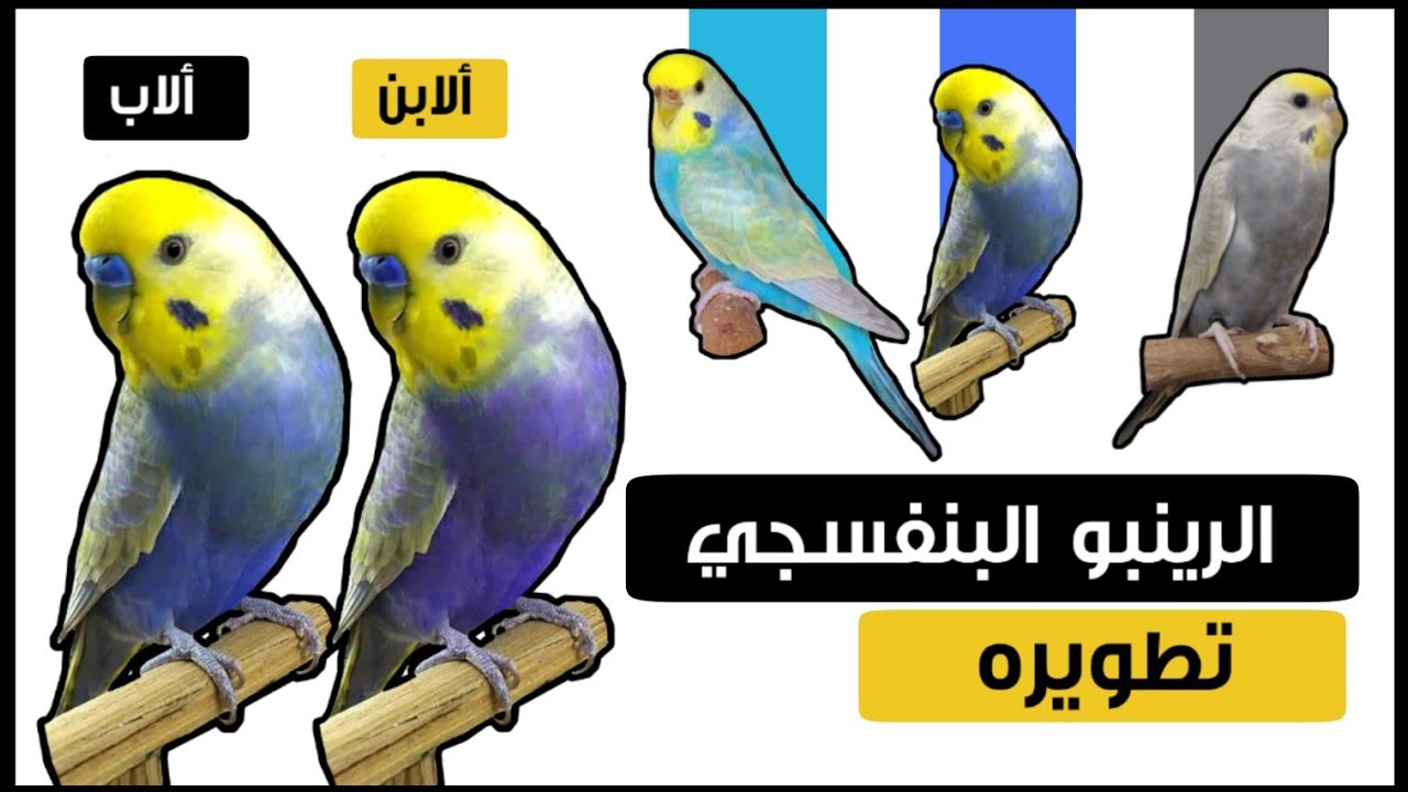 الرينبو البنفسجي تطويره