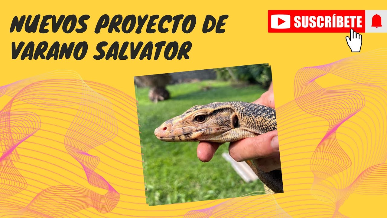Nueva subespecie, nuevo proyecto de varano salvator sidrap celebensis