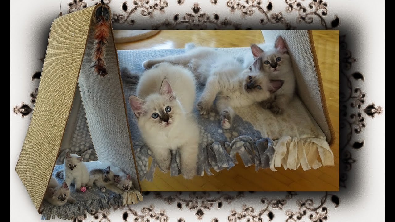 DIY 😻 Kletterzelt Schaukel für Katzen | climbing tent swing for cats