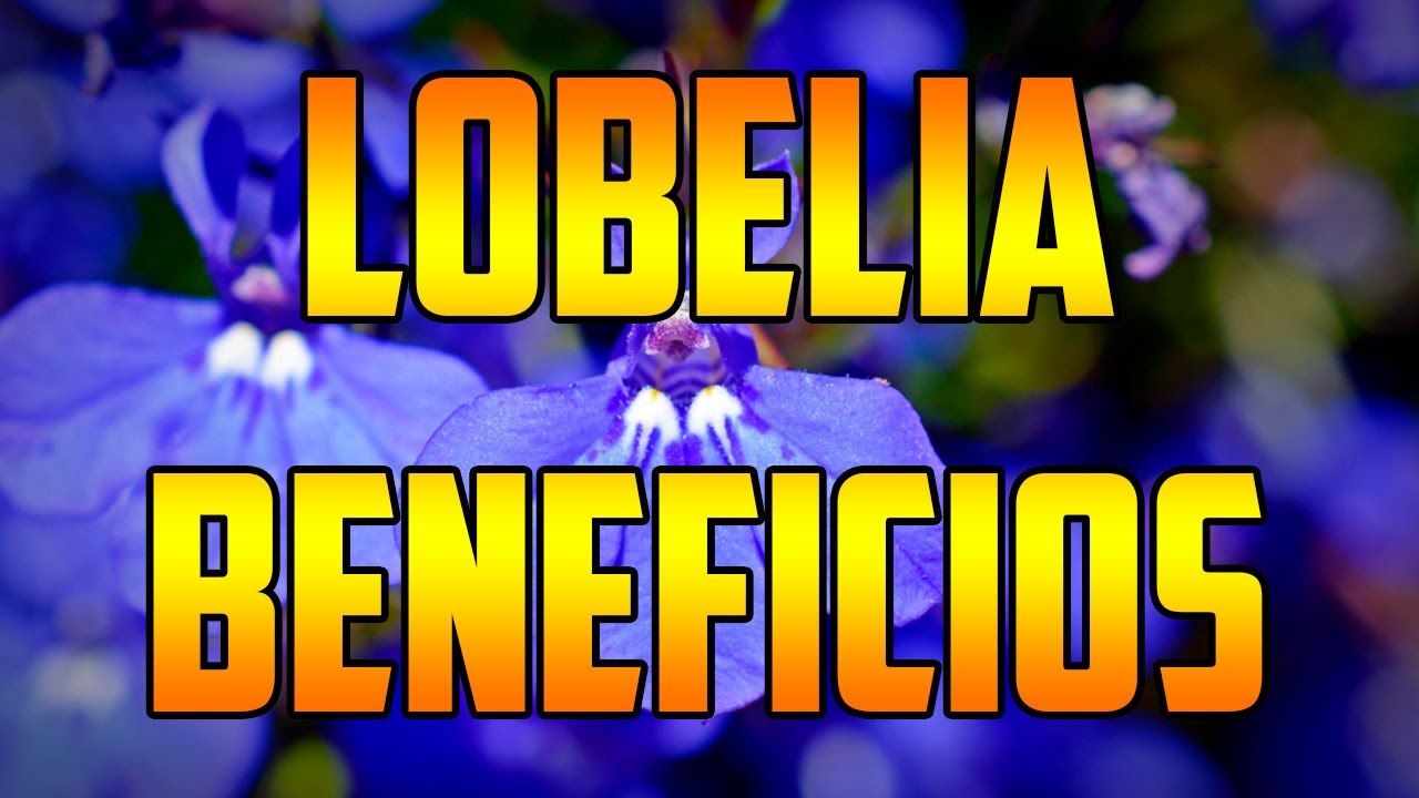 LOBELIA #benefits Lobelia erinus 🌿¿PARA QUE SIRVE ? 🌿Usos🌿 #plants 🌿 #video #nature