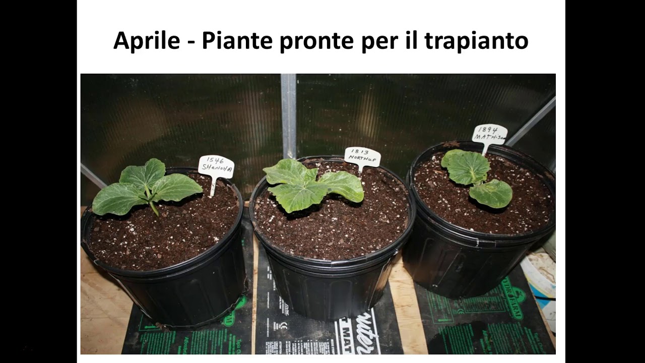 COME SI COLTIVANO LE ZUCCHE GIGANTI - ATLANTIC GIANT