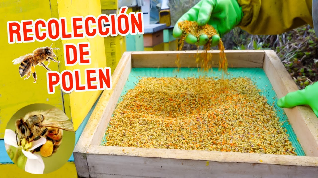 ¿Cuánto puede Producir una Colmena? | Polen & Miel 🍯