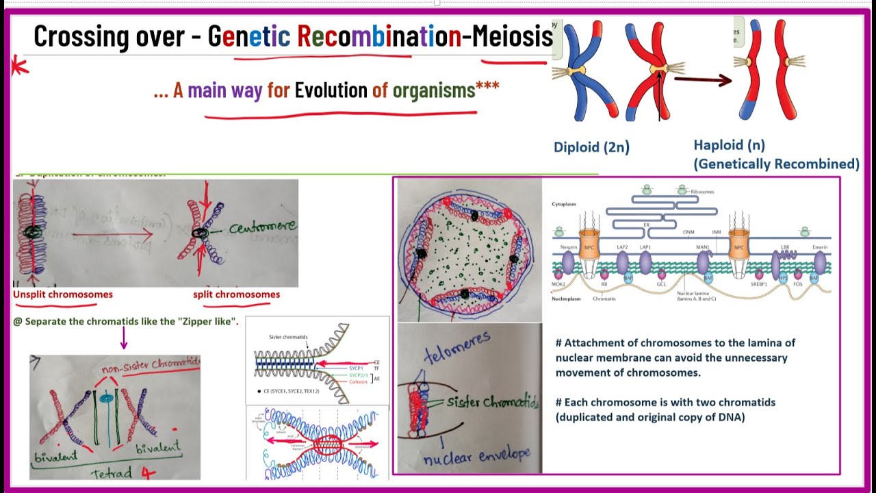 Crossing over in genetics/genetic recombinations / JL & UG & PG & NEET & CSIR NET- full concept