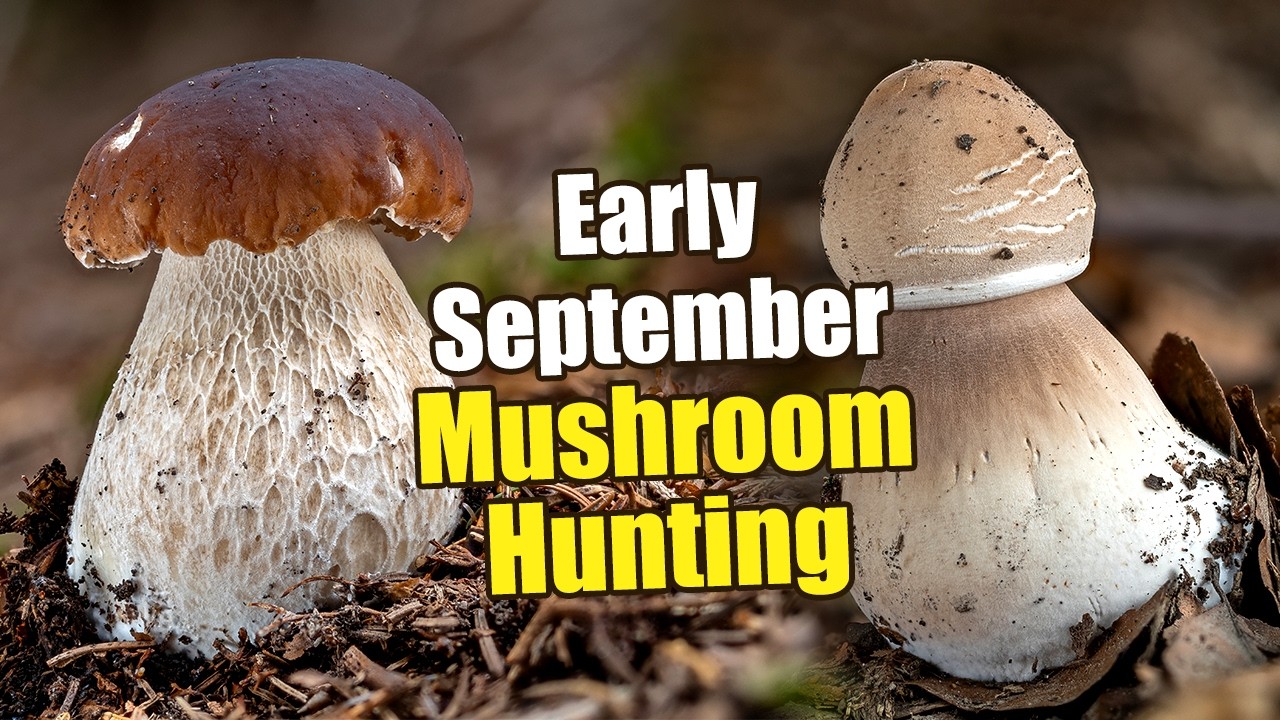 Mushroom Hunting At The Beginning Of September 2026