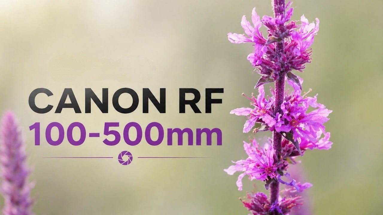 Floral Elegance: The Artistry of Close-Up Flower Videography
