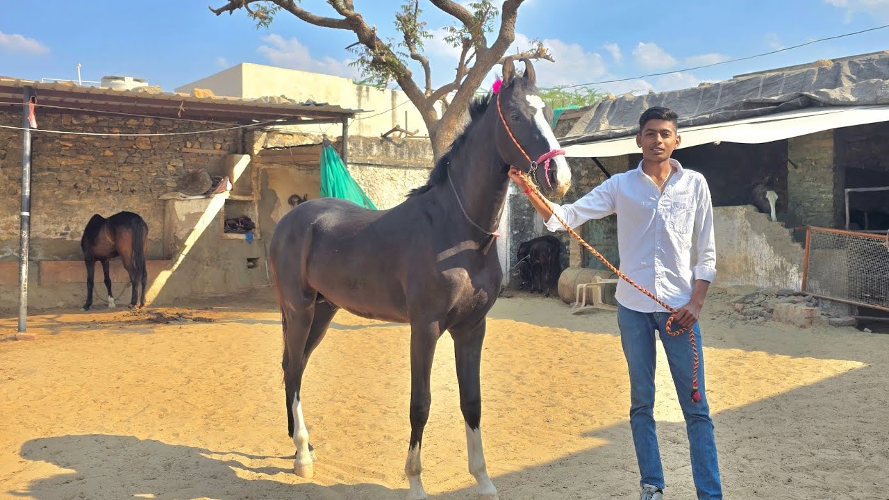 Aaj Ham ladli ko Lene chale Gaye 🐎 और हमने persen का बच्चा भी देख लिया 😍