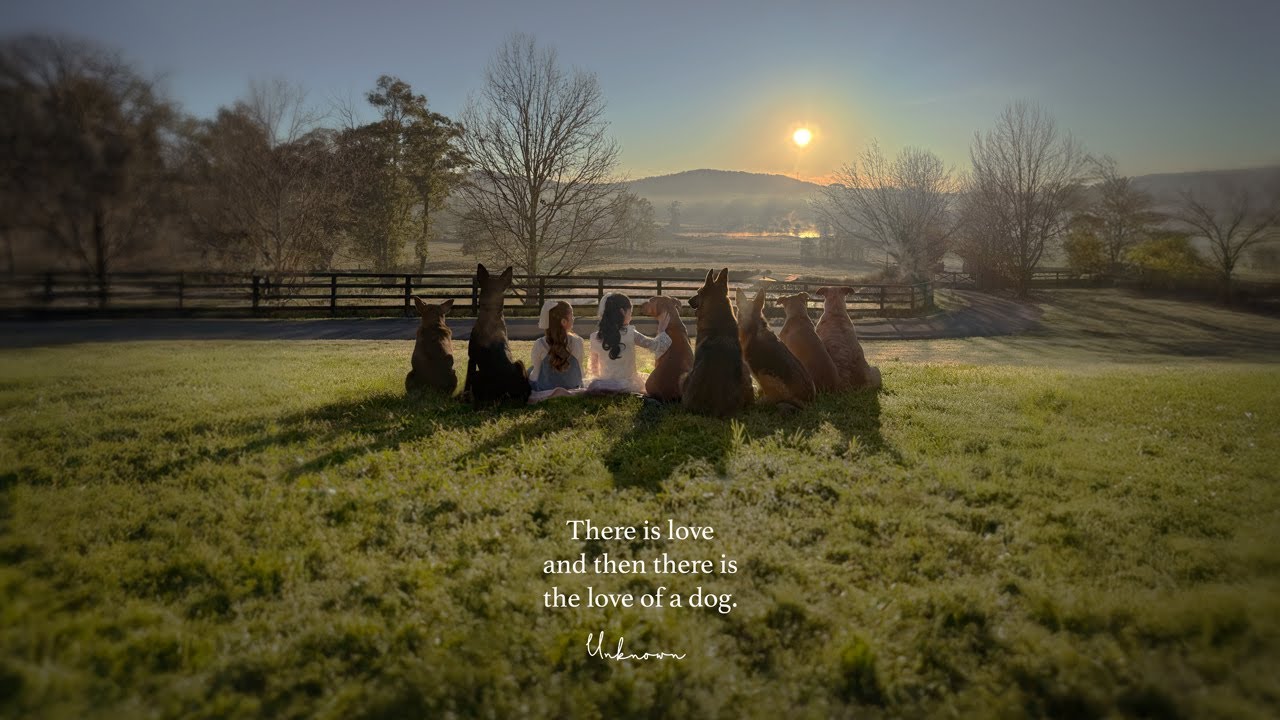 Relaxing music for animal lovers 🌻🐕🌿 &ndash; a playlist for early mornings