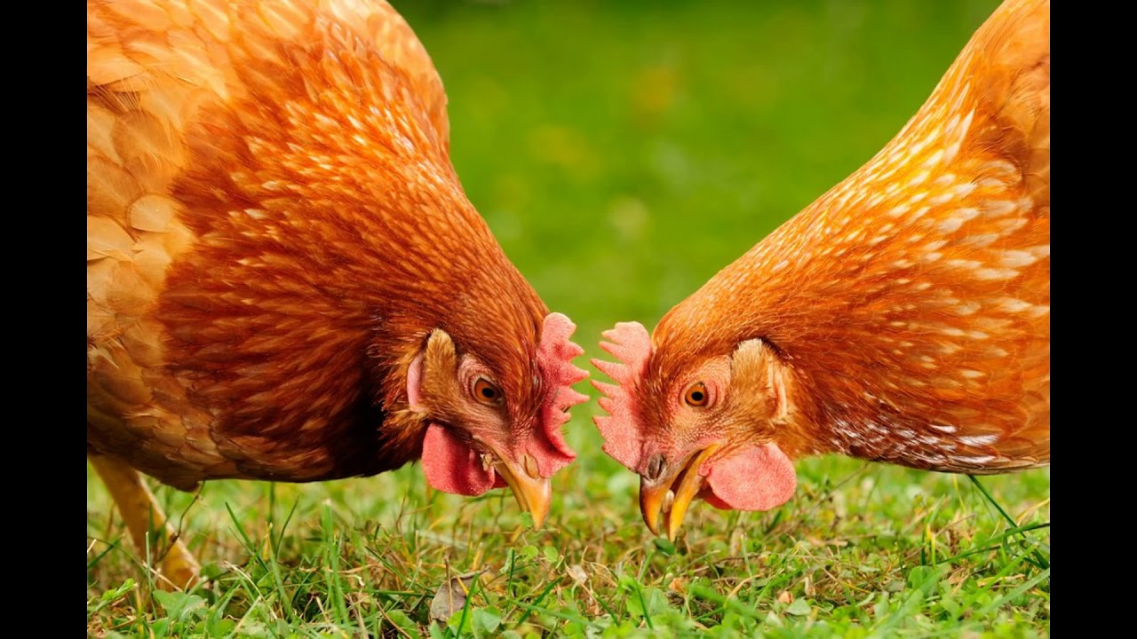GALLINA CACAREANDO