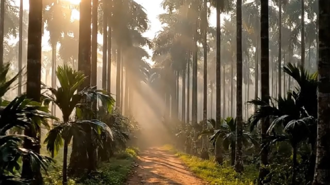 Kerala ഗ്രാമത്തിന്റെ യഥാർത്ഥ സൗന്ദര്യം 🌿 | ഒരു സ്വർഗ്ഗതുല്യമായ രാവിലെ യാത്ര