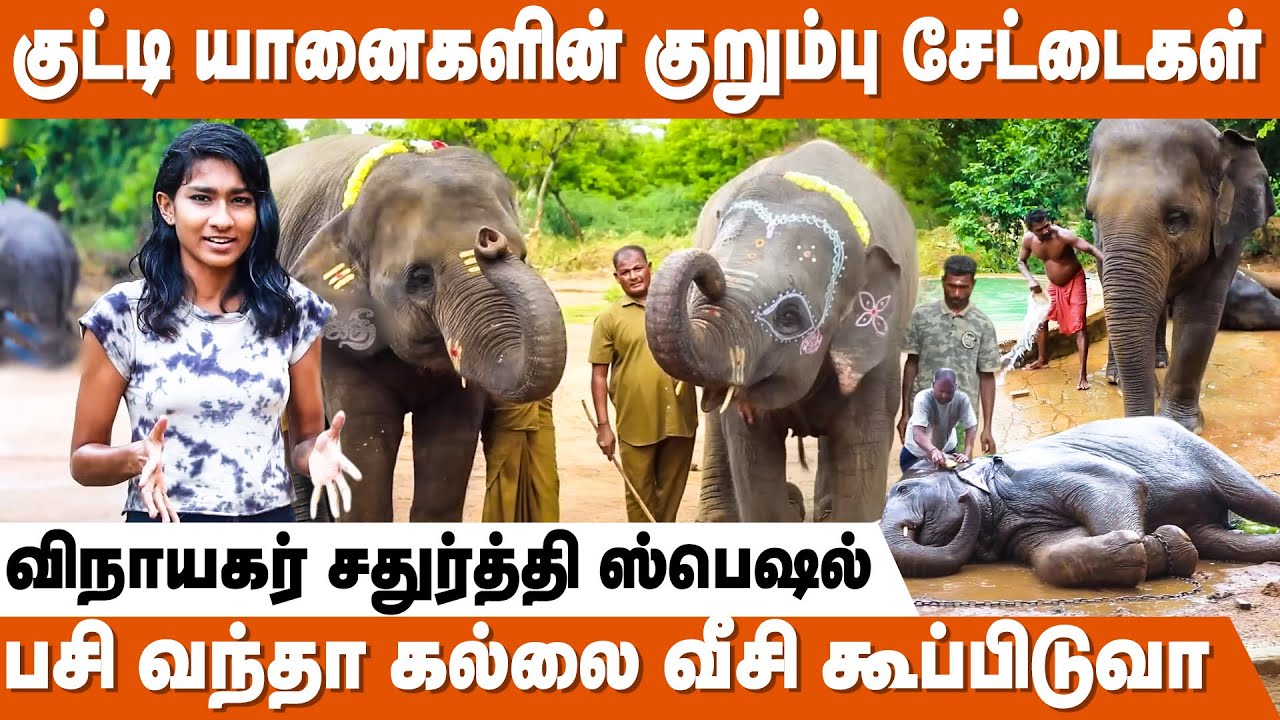யானைகளை இப்படி தான் பராமரிக்கணும் ! | Vinayagar Chaturthi Specials | Vandalur Zoo Elephant