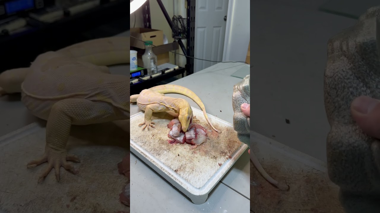 Albino asian water monitor eating! #reptile #animal #exotic #monitor #lizard  #blackdragon #food