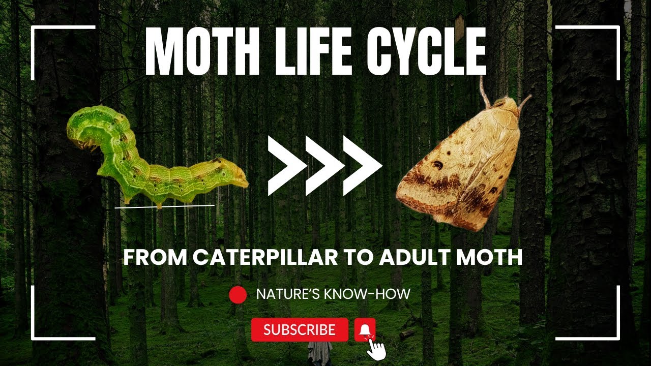 Life Cycle of a Moth| Transformation of a Caterpillar into a Moth| Metamorphosis of Noctuidae Moth