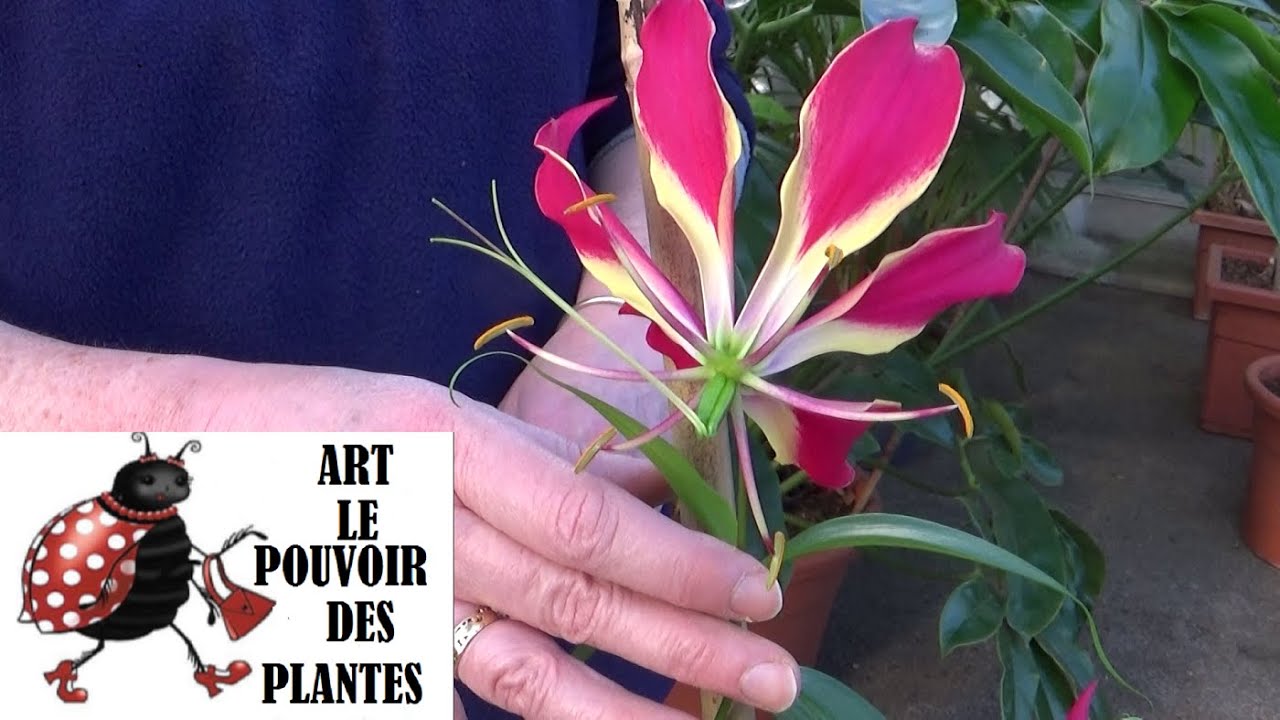 Jardinage: Gloriosa superba: Arrosage et entretien plante verte