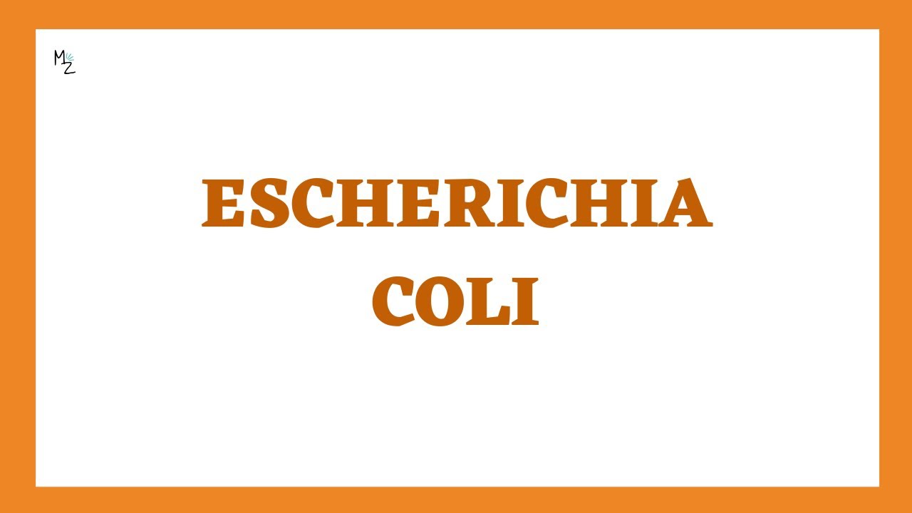 Escherichia coli Microbiology Lecture in Detail | What Are the Symptoms of E. coli Infection?