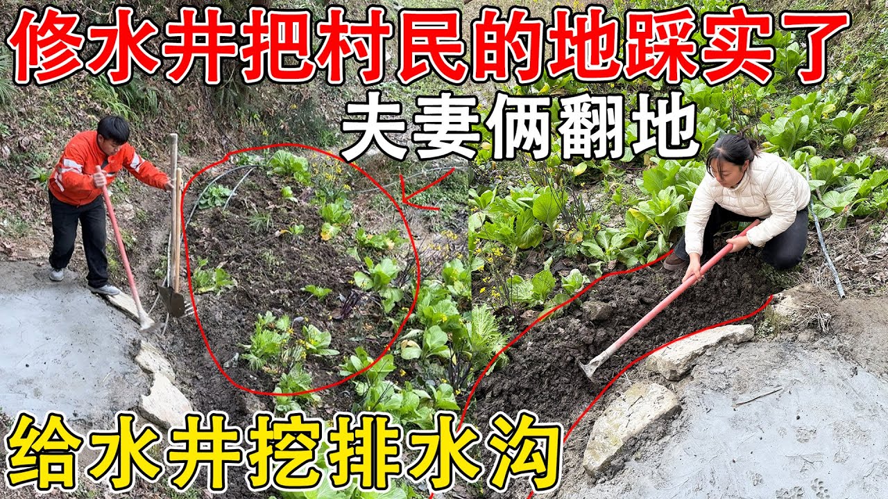 修水井把村民的地踩铁实了，夫妻俩赶紧帮忙把土翻松，顺便把水井的排水沟也挖出来了  两全其美