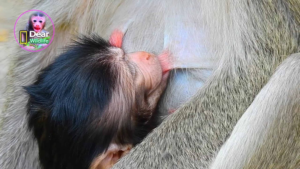 Very Adorable Mama Marci, She Looks Really Get Most Tired After Giving Birth
