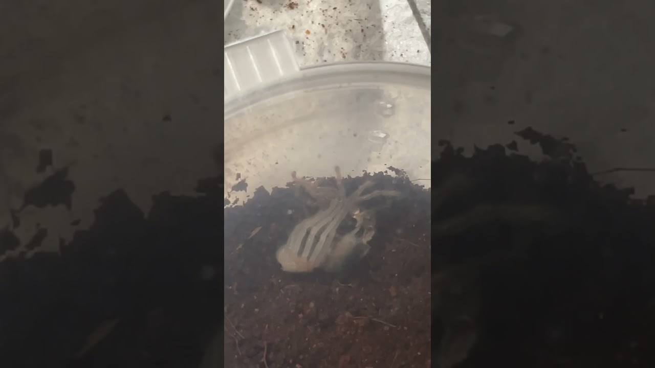 Паук линяет. Брахипельма хамори, стал л3. Ускорено в 20 раз #spider #hamori