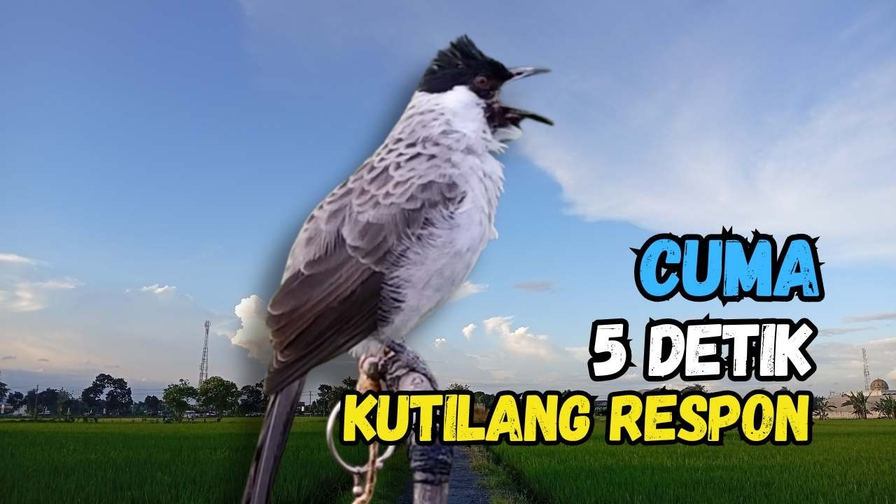 Suara Burung Kutilang Gacor Ribut Ampuh Untuk Pancingan Pikat'