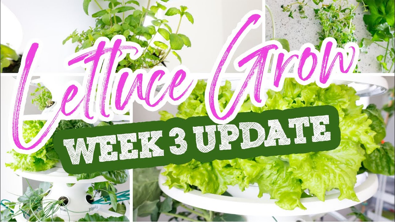 Lettuce Grow Indoor Garden: Week 3 Update