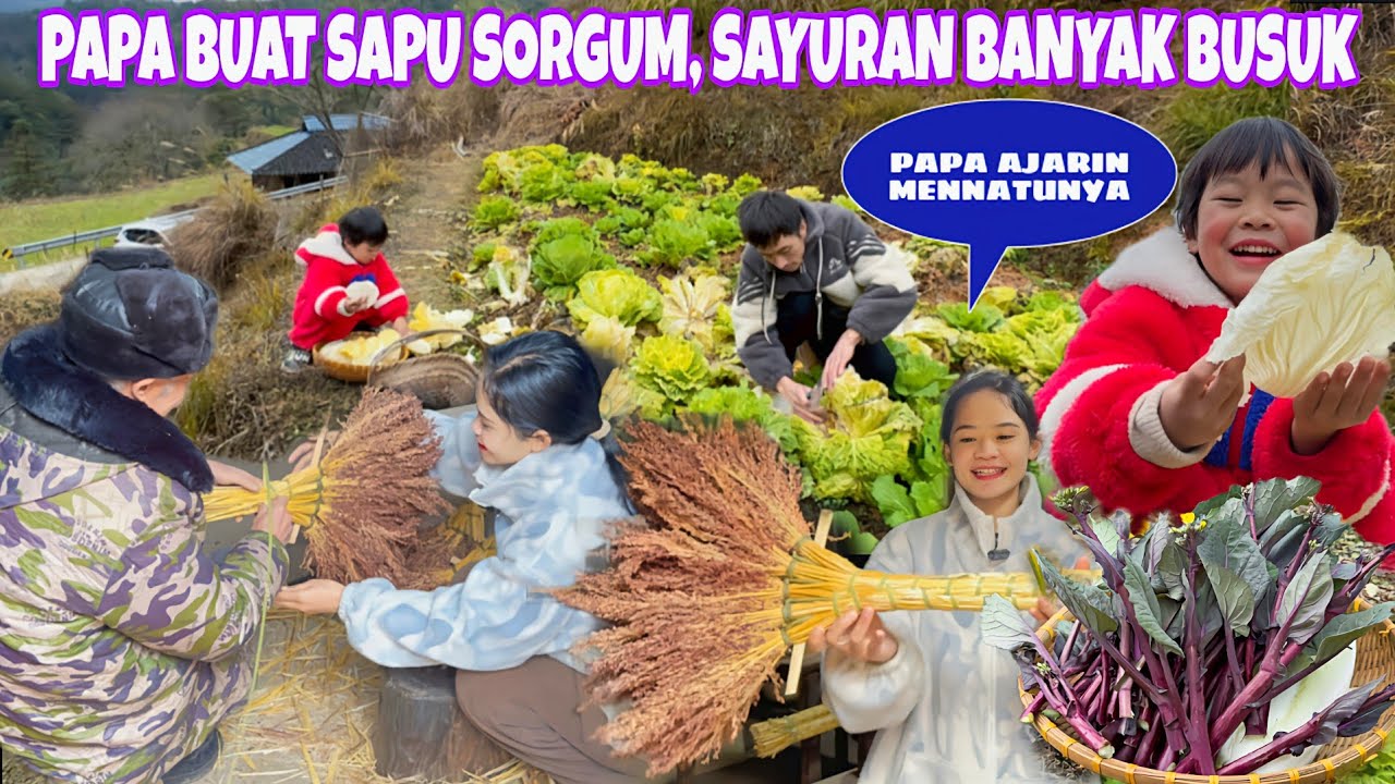 PAPA SERBA BISA, MEMBUAT SAPU DARI TANAMAN SORGUM SELESAI LNGSUNG PANEN SAYUR DIKEBUN DESA