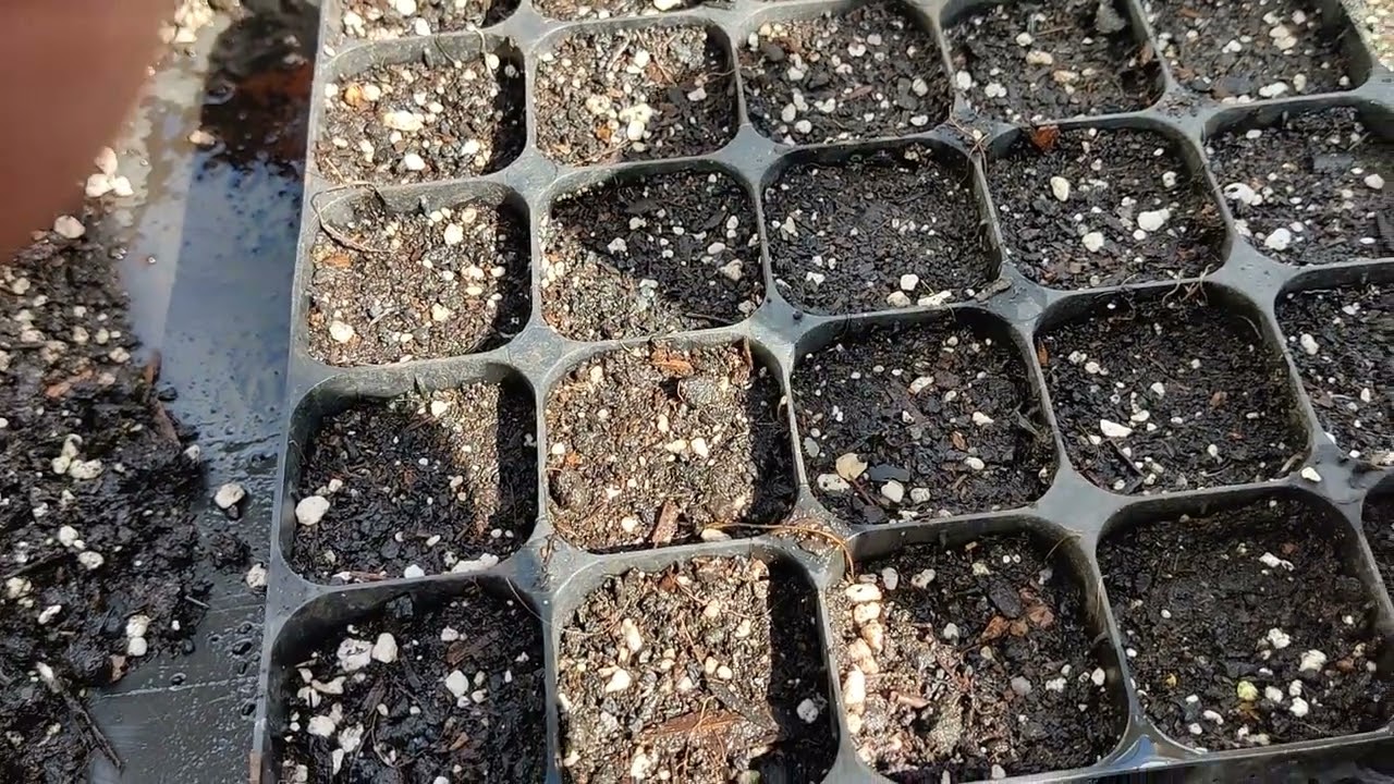 Multi sowing leeks in 40 cell module trays