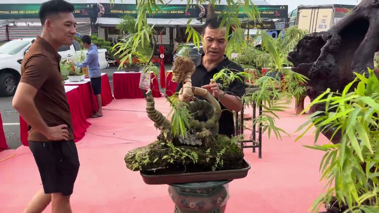 Rất nhiều tác phẩm tre bonsai vip có mặt tại Festival SVC HN 2024