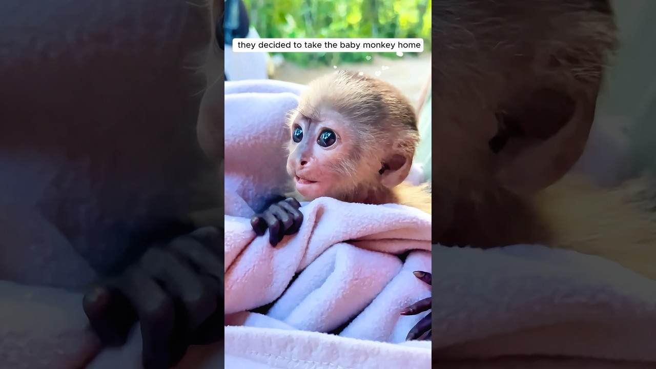 This family adopted an orphaned baby monkey