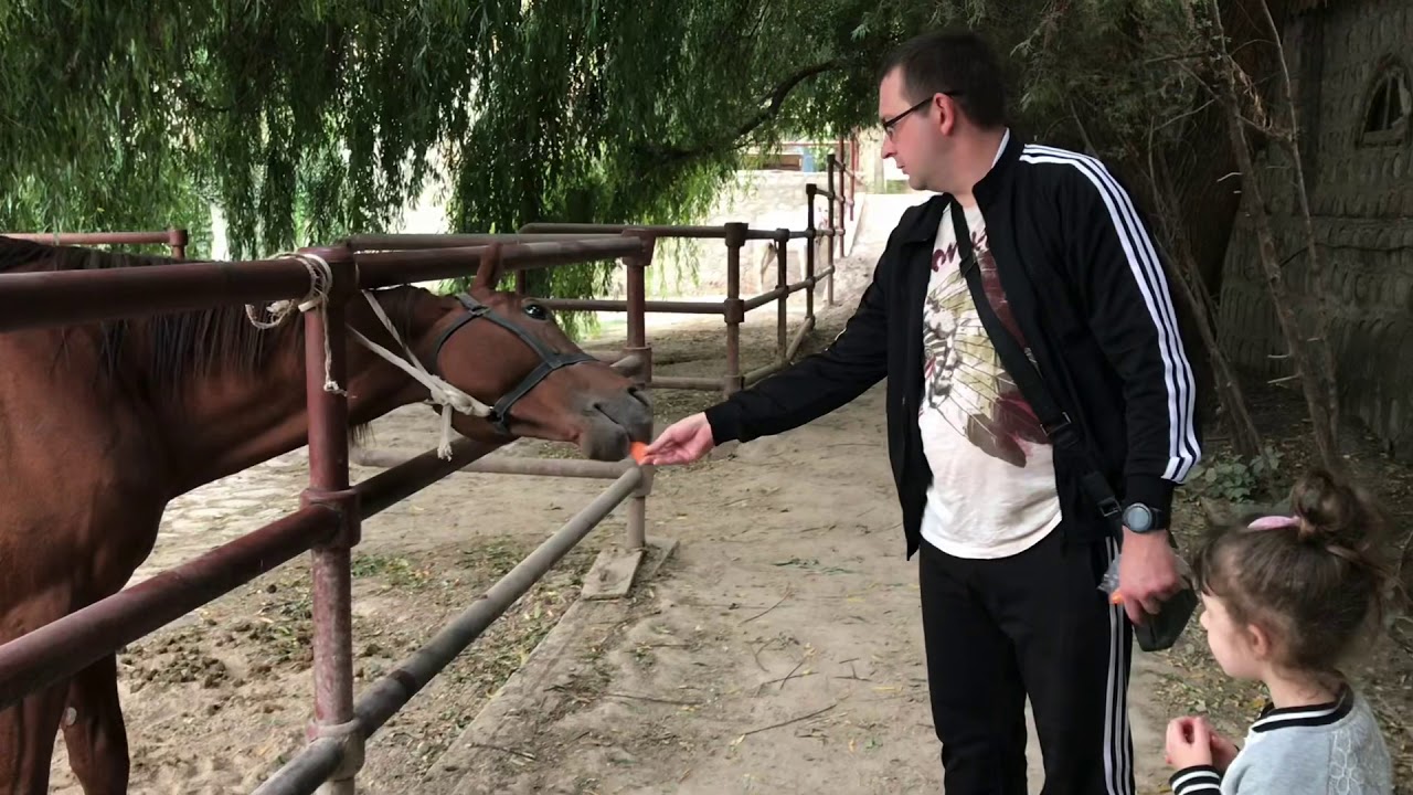 Лошадки