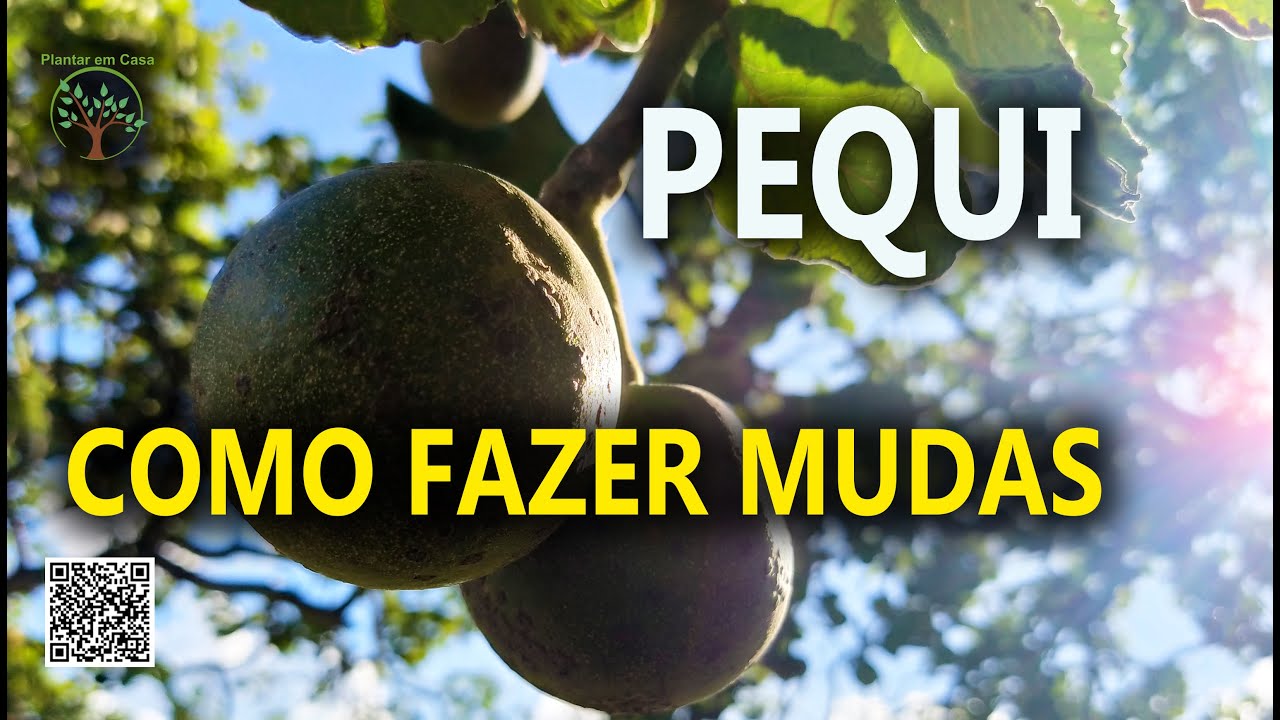 Pequi como germinar a Semente do Cerrado, Viveiro da ICA UFMG