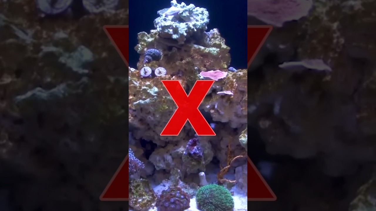 Don&rsquo;t Miss These Reef Tank Aquascaping Tips! #brstv