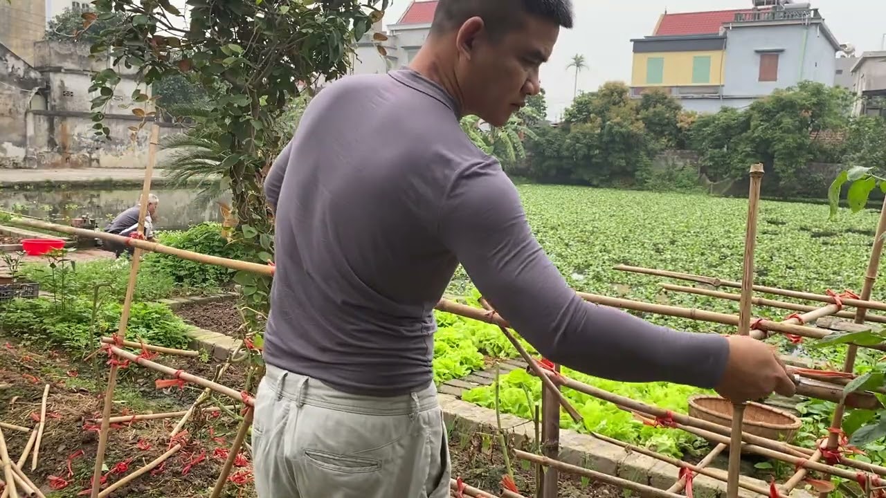 Bỏ phố về quê trồng rau và nuôi thêm gà