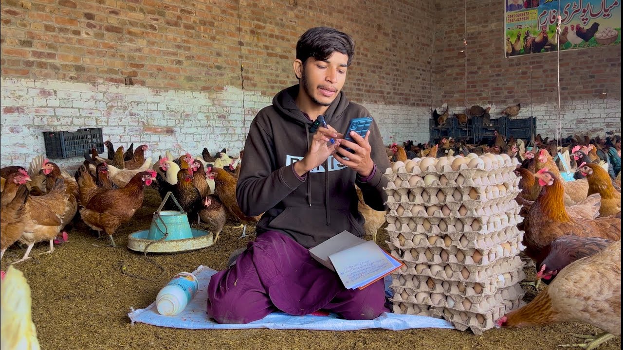 Start Desi Poultry farming In Pakistan | Poultry farming business plan