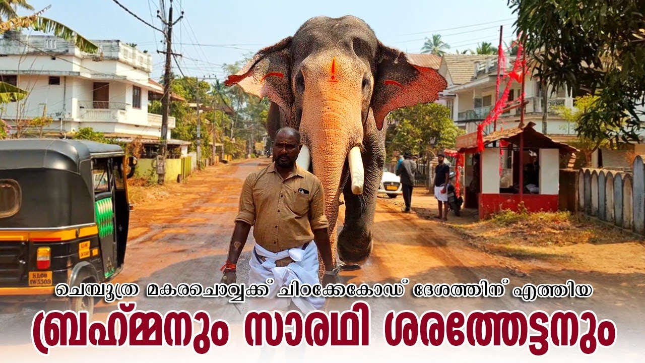Pallattu Brahmadathan Chembuthra Makarachovva 2026 😍 | Pallattu Brahmadathan Latest | Chemboothra