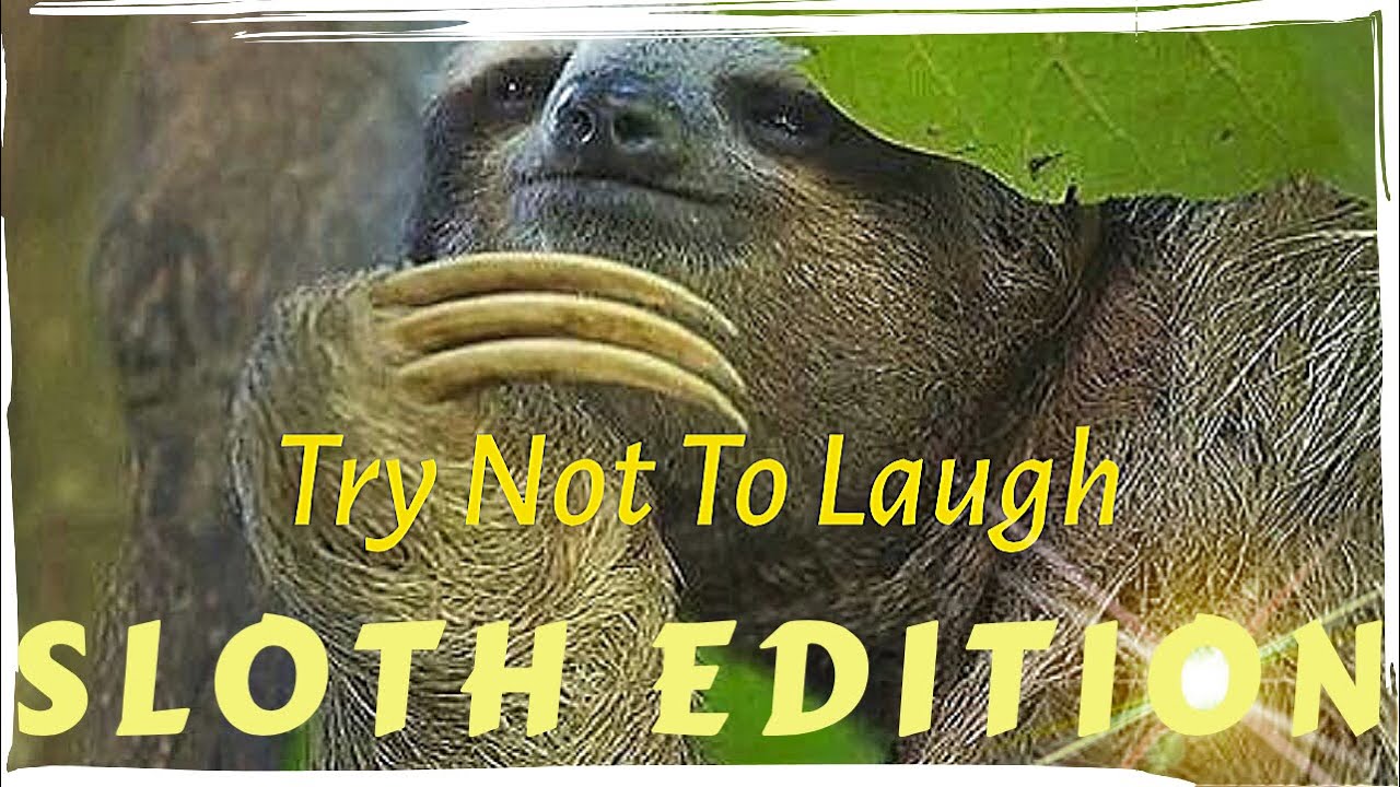 Try Not To Laugh Or Grin SLOTH EDITION