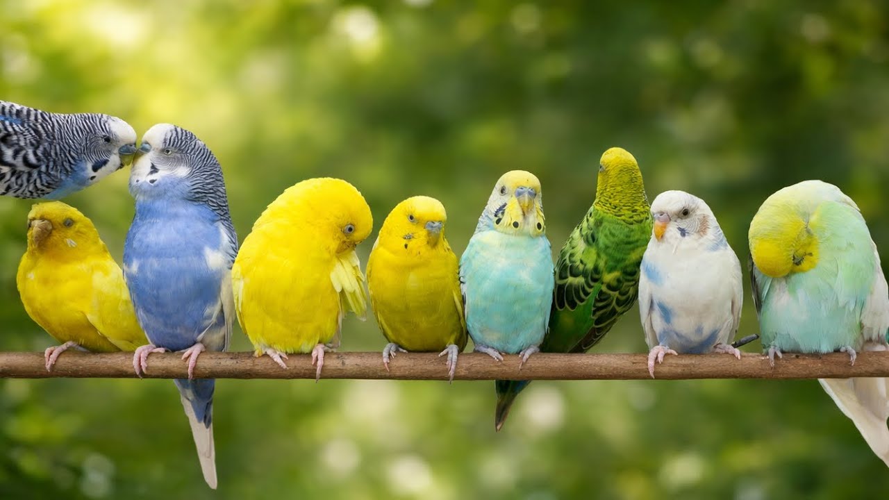 2 Hours Relaxing Budgie Sounds for Stress Relief