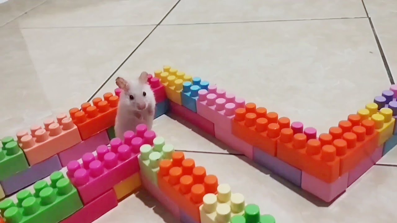 Collection of funny hamster videos 🐹#hamsters #pets #cute #animals #funny #funnyhamster