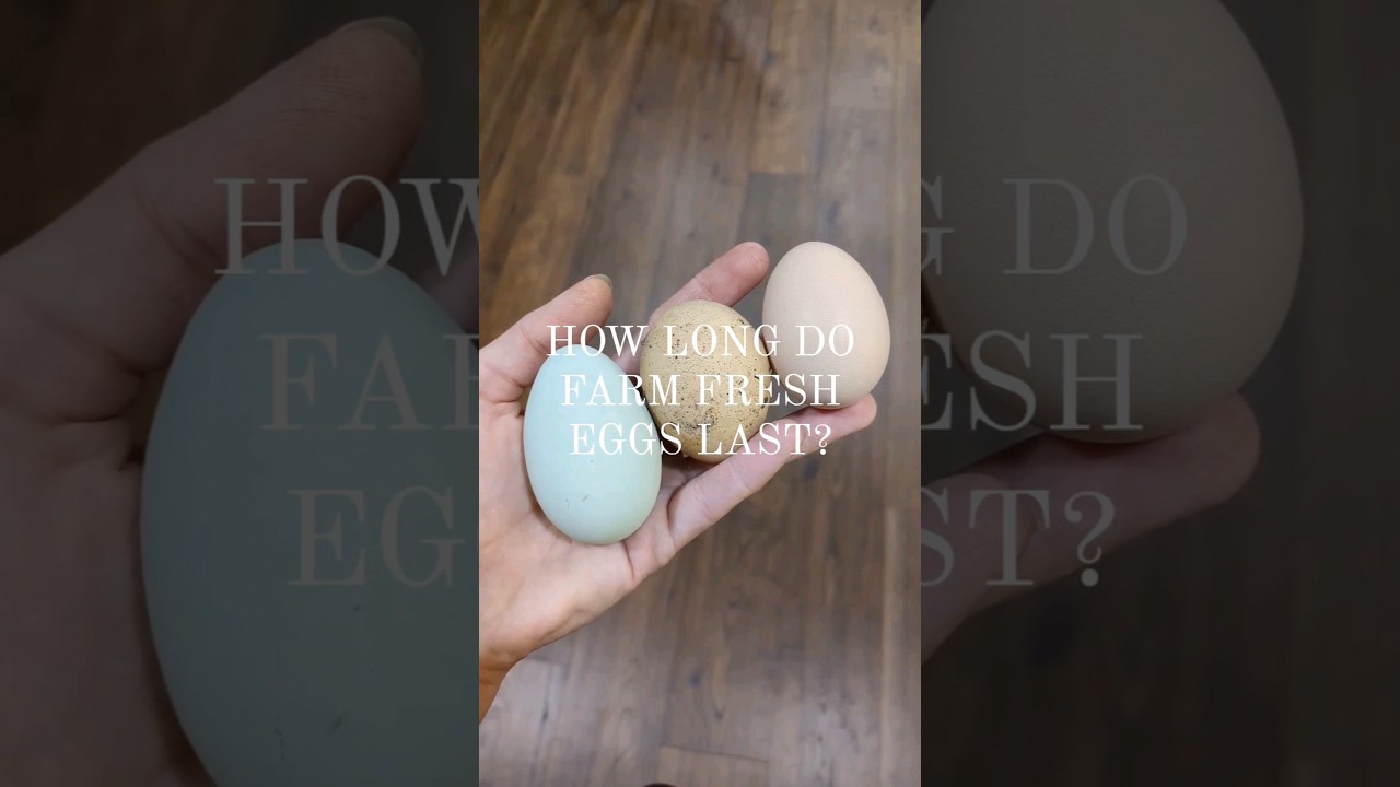 How long do farm fresh eggs last? #eggs #farmlife #homestead #chickens